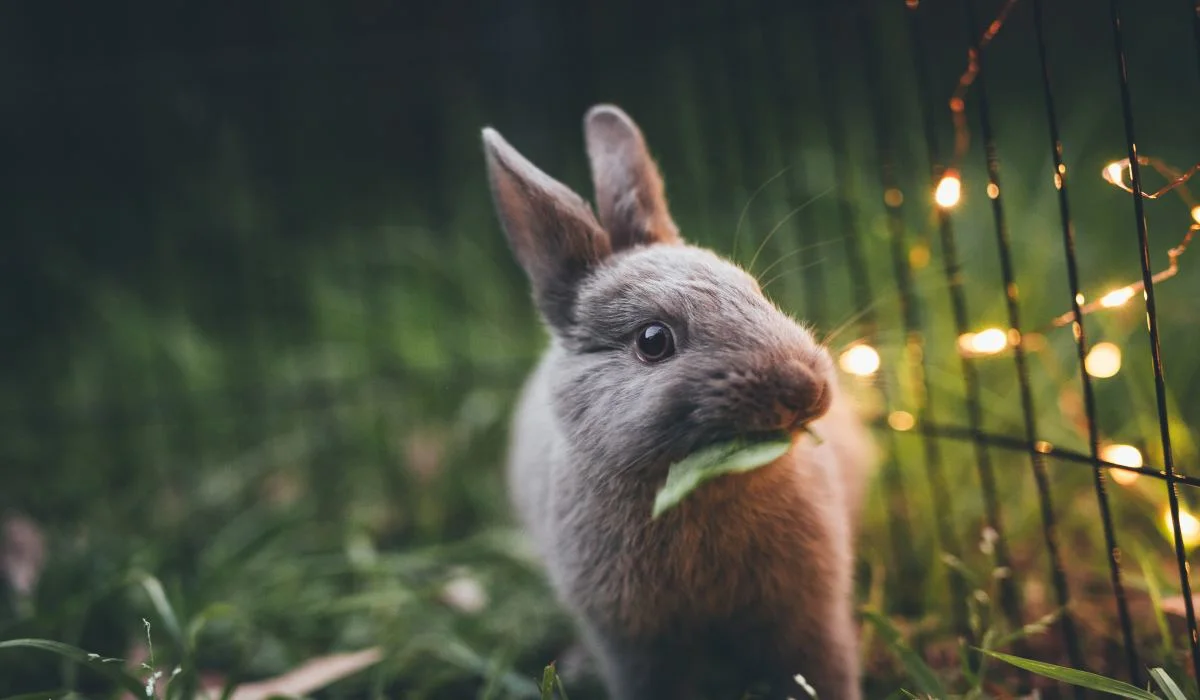 Faites plaisir aux animaux, ne jetez plus vos mascaras !