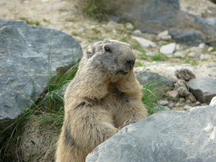 marmotte