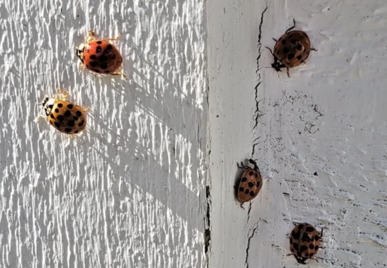 Lady beetle swarm sign of growing invasive species population