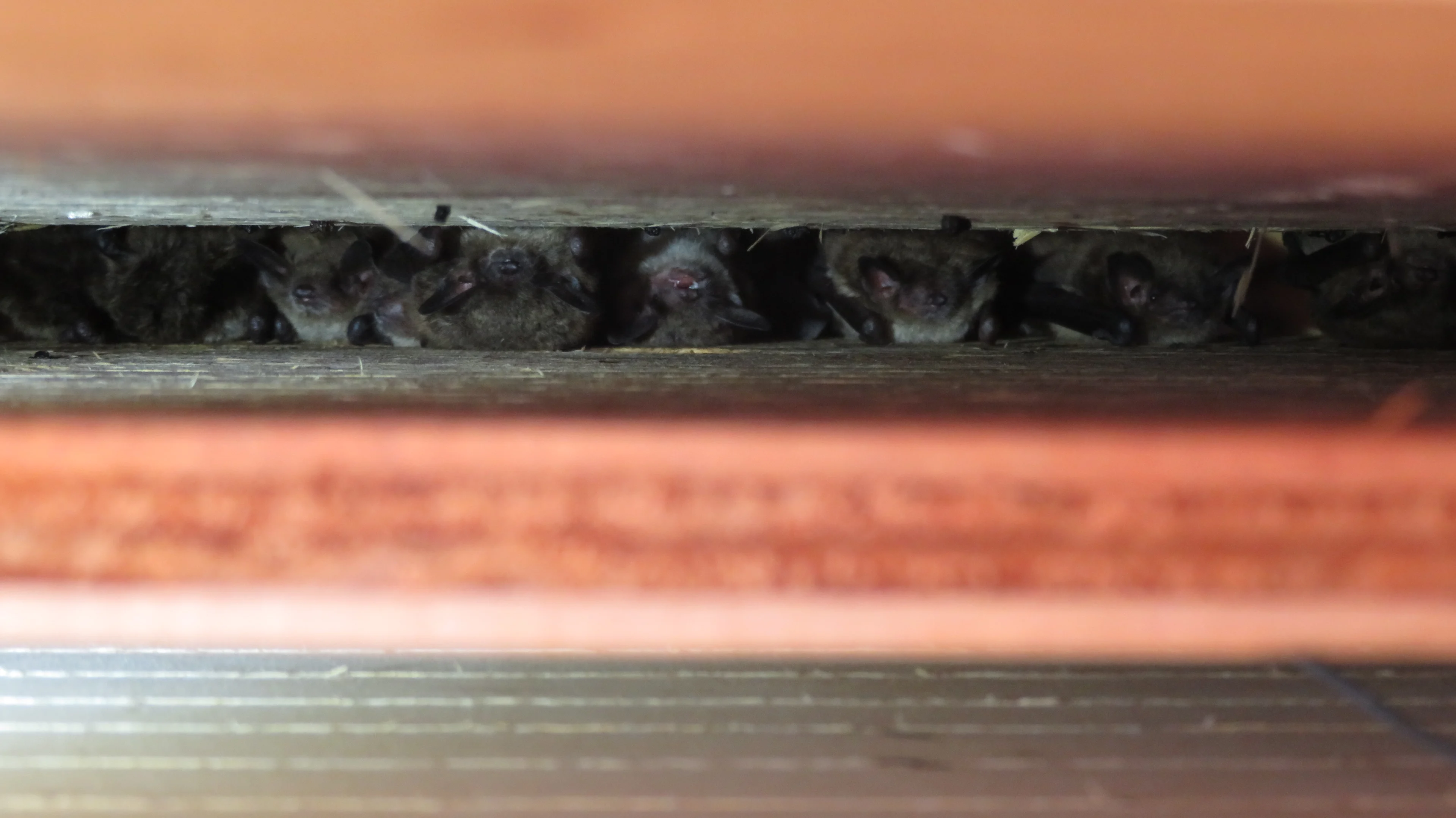 Little brown bats in bat box/James Page/CWF/Submitted