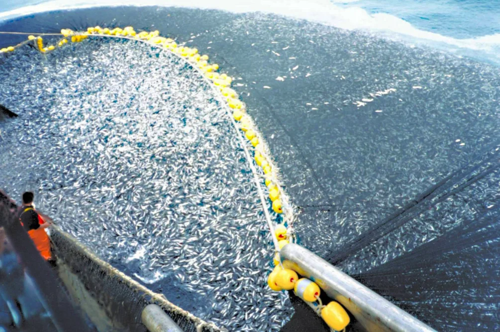 trawling overfishing credit: wikimedia commons