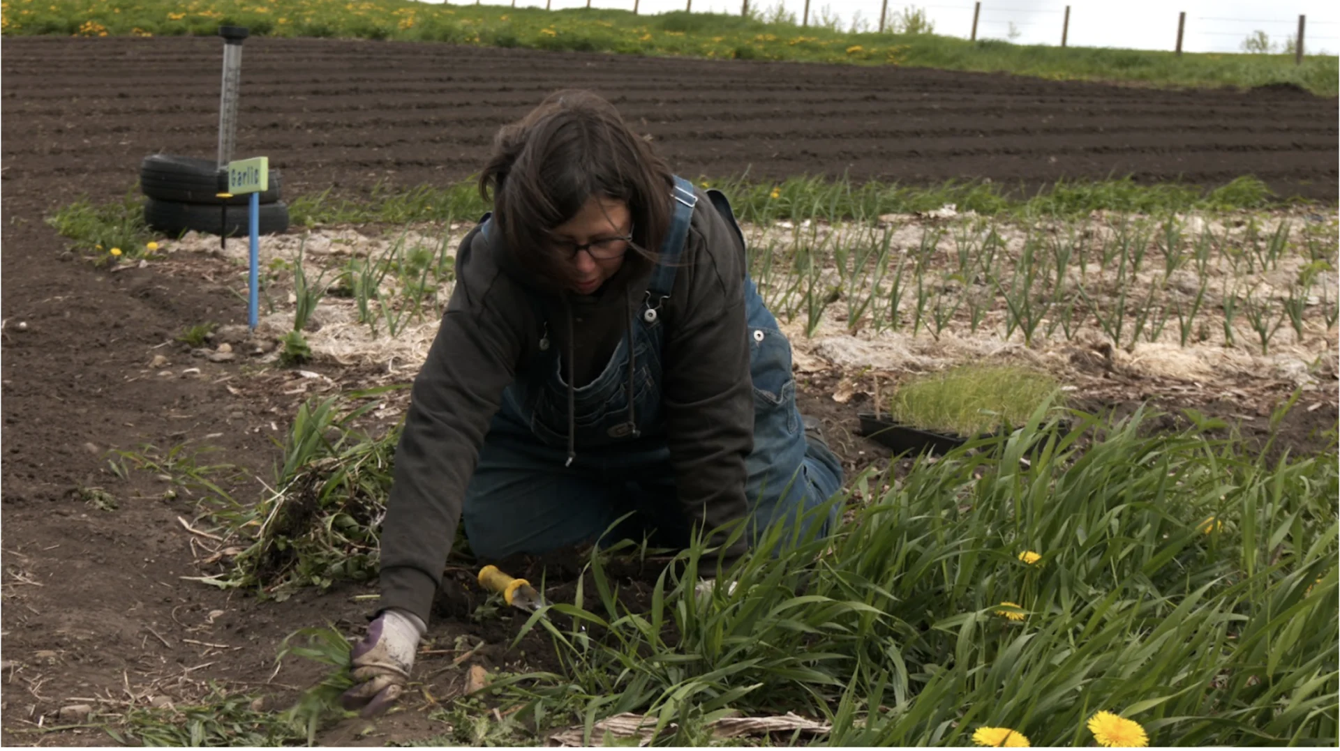 CONNOR O'DONOVAN: Alberta Telfer invites customers out to her farm so they can get their hands dirty themselves to help “deepen their knowledge of their food and where it comes from” and explore how vegetables grown locally might taste different