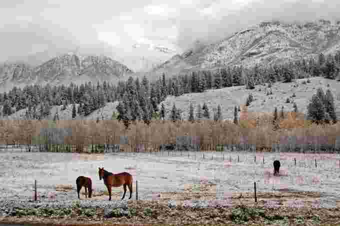 horses - Bruce Dalgas - Canmore, Alberta - December 2, 2012