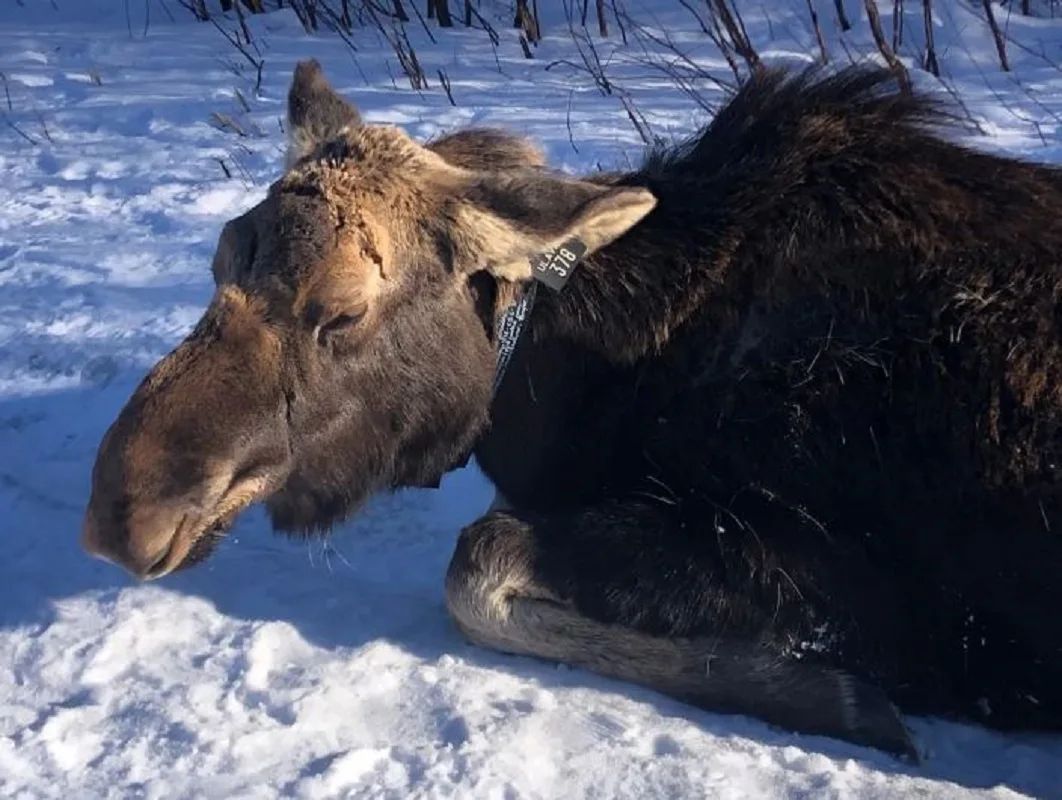 Thousands of blood-sucking ticks found on bodies of Canadian moose