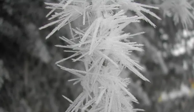 Persistent fog leads to pesky—yet beautiful—rime ice on the Prairies