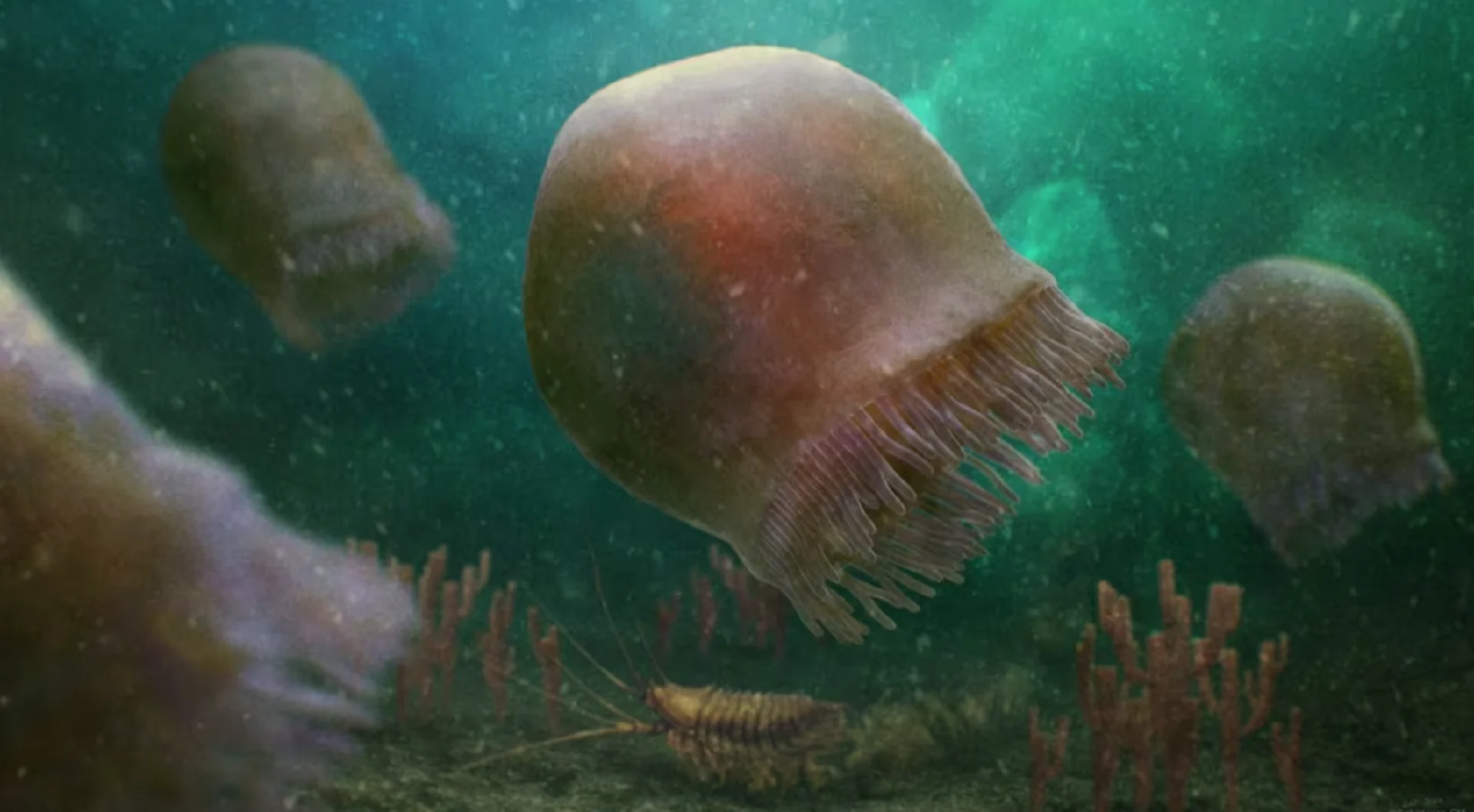 This jellyfish was the terror of the sea 500 million years ago