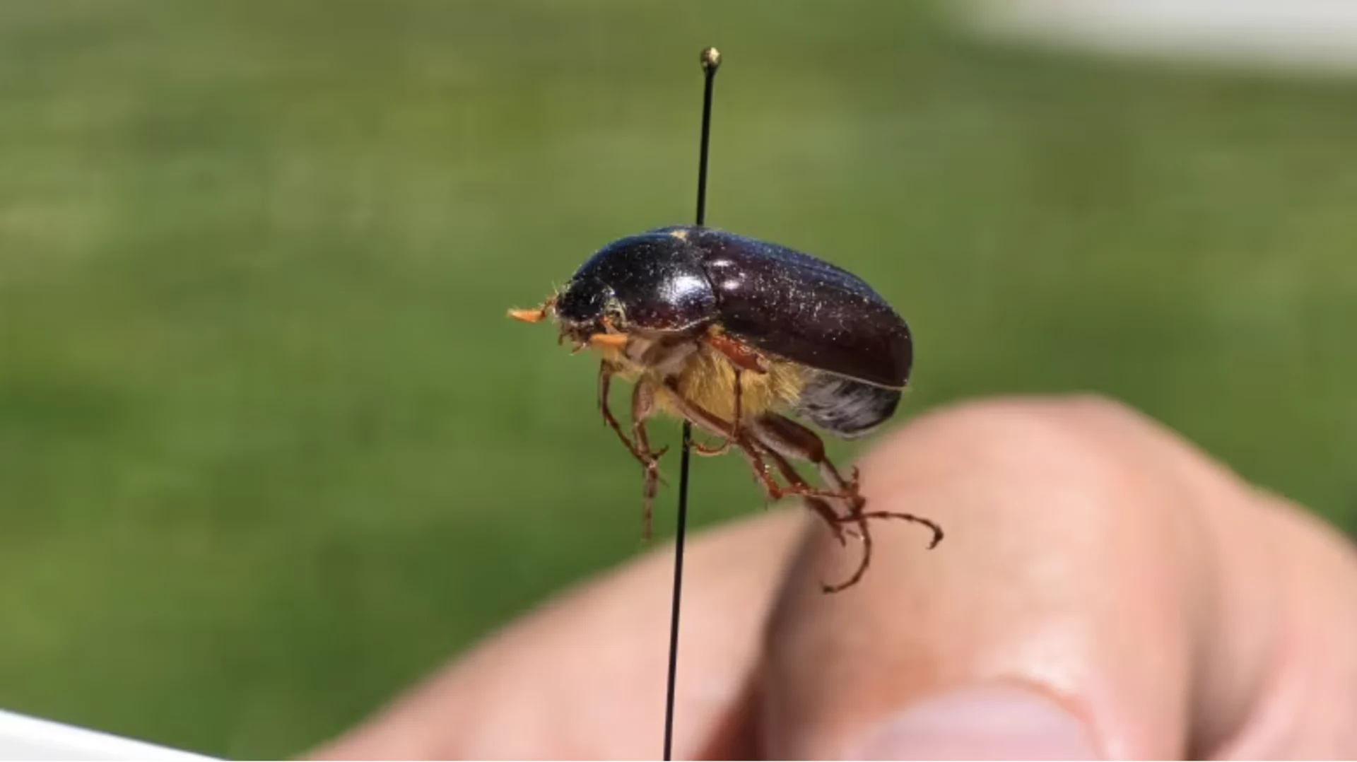 Pull up your hood — it's June bug season. But what exactly are these clumsy crawlers found in Atlantic Canada?