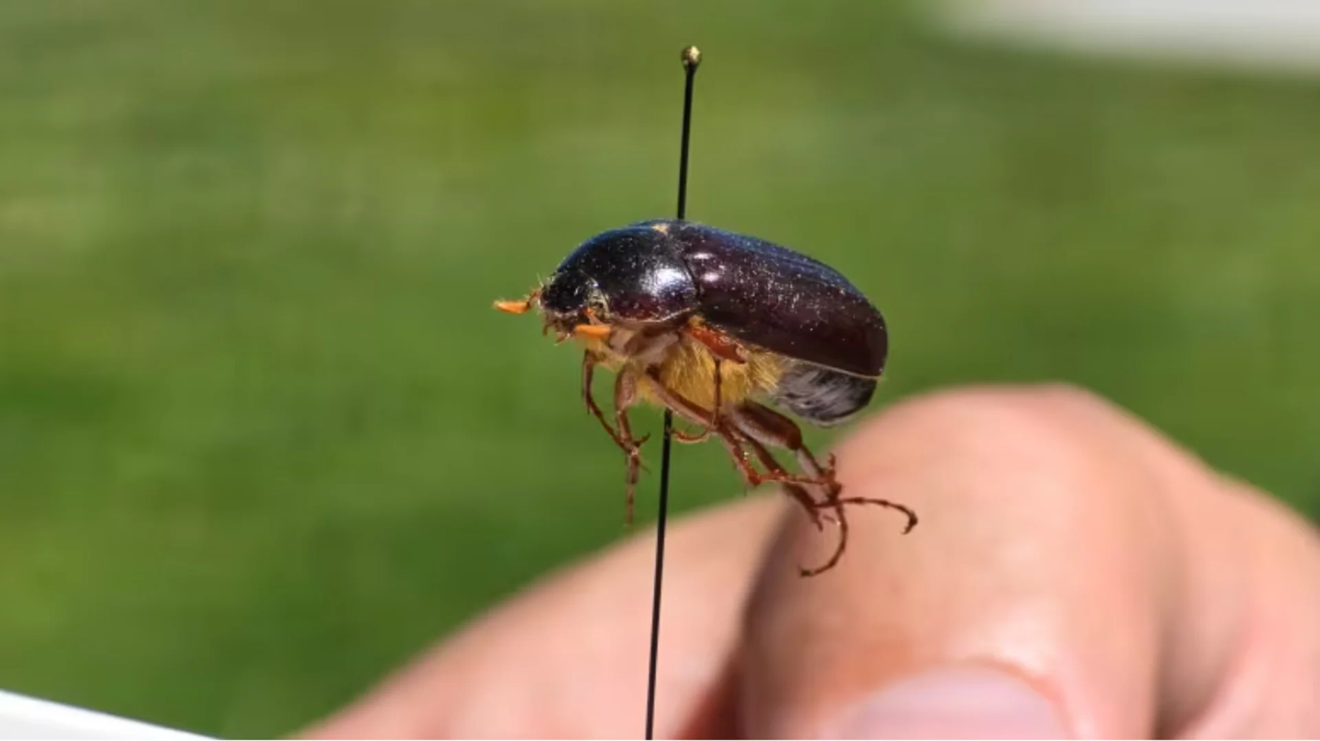 Pull up your hood — it's June bug season