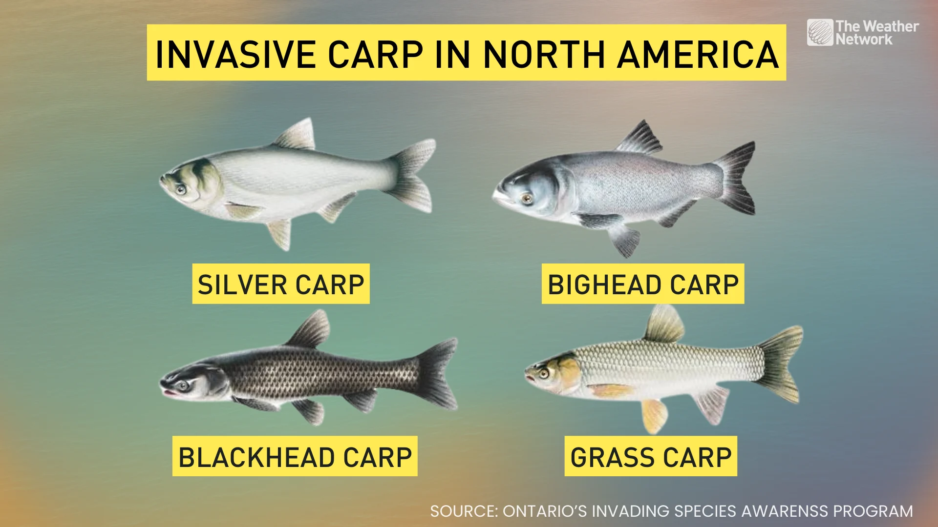 100,000 lbs of invasive fish removed from river - The Weather Network