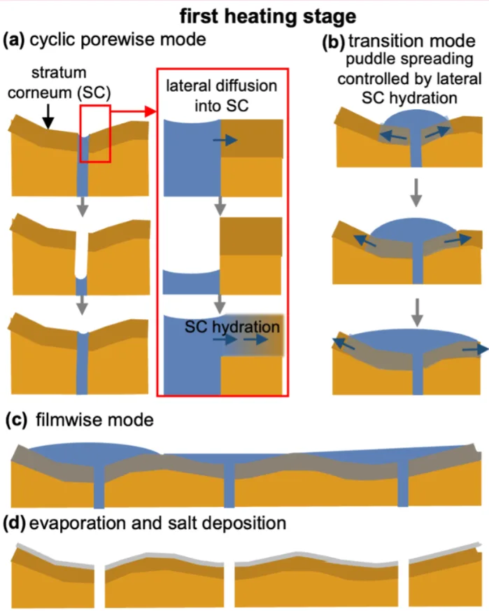 how sweat forms diagram