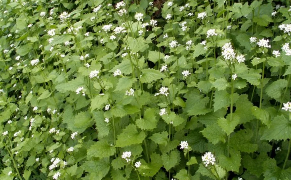 WIKIPEDIA - garlic mustard