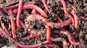 Gone fishin'? Bring your leftover worms back home with you