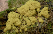 VIRAL: Strange organism called 'dog vomit slime mould' spotted in Alaska