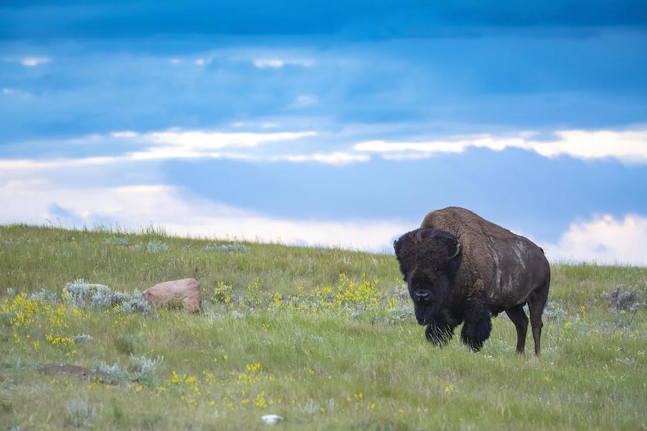 Bison in Old Man on His Back Prairie and Heritage Conservation Area/Jason Bantle/Submitted