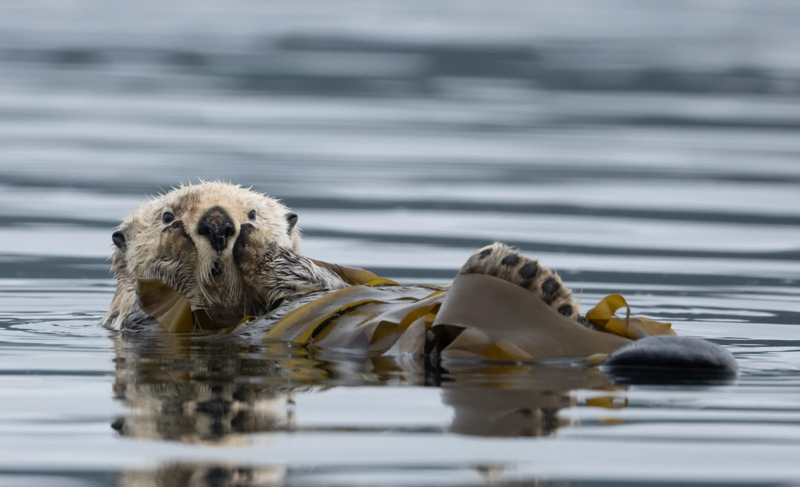 Sea-otter-©-Anthony-Bucci-scaled