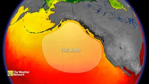Why 'The Blob' can be a real terror for marine life