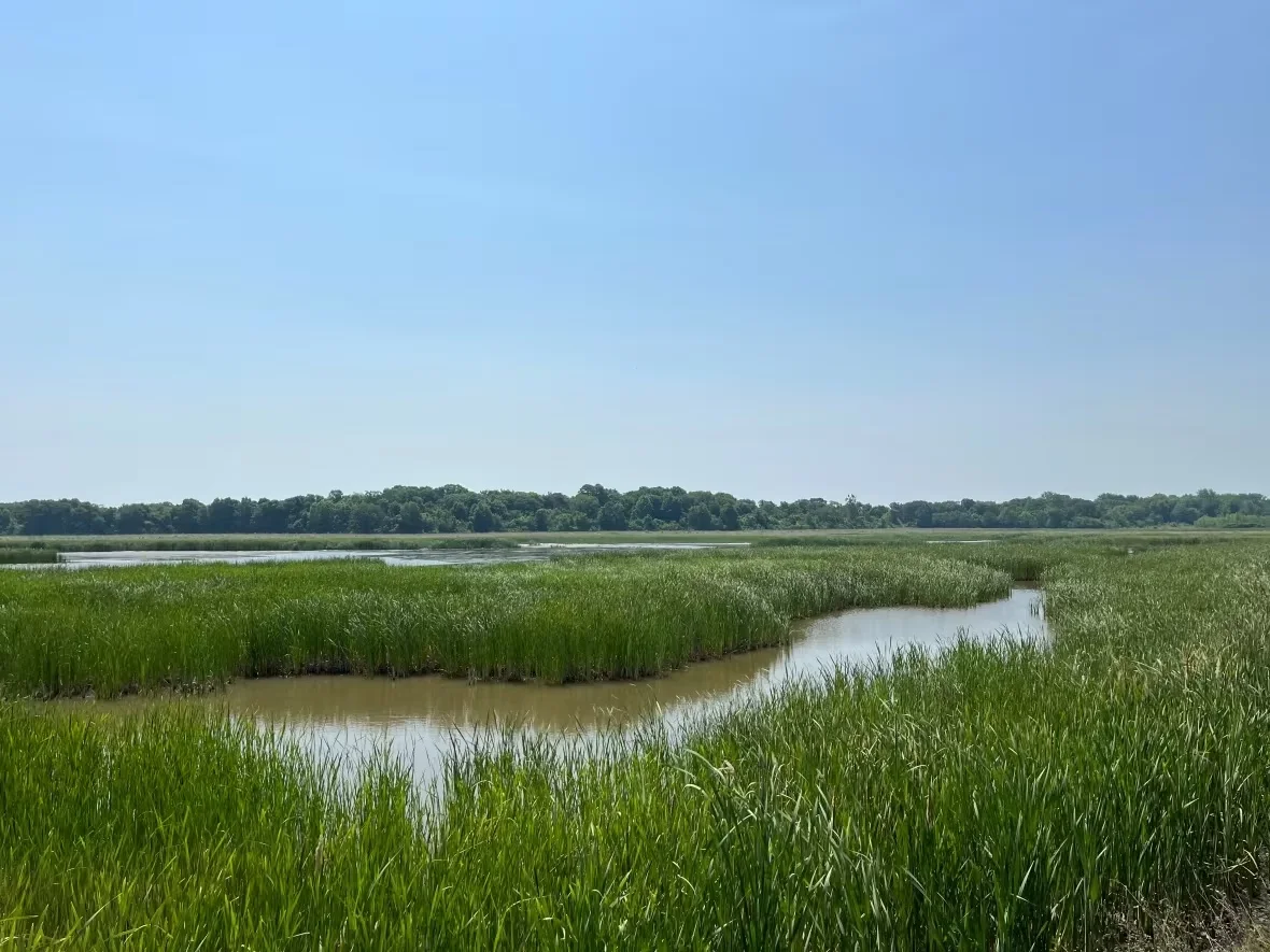pelee-wetlands/Submitted by the Nature Conservancy of Canada via CBC