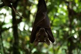 Nuée de chauves-souris dans le ciel du Cambodge