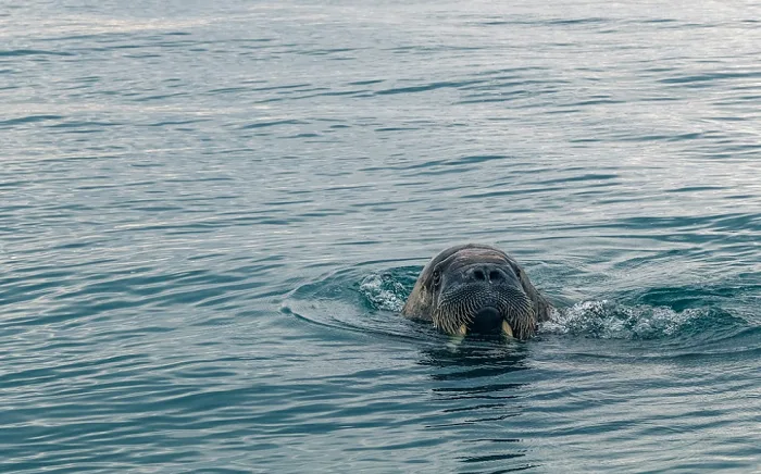 Mr. Worldwide: Walrus falls asleep on Arctic iceberg, ends up in Ireland