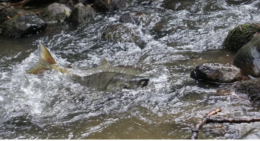 UBC: Salmon are seen spawning in Stoney Creek in Burnaby, B.C. (Credit: UBC)