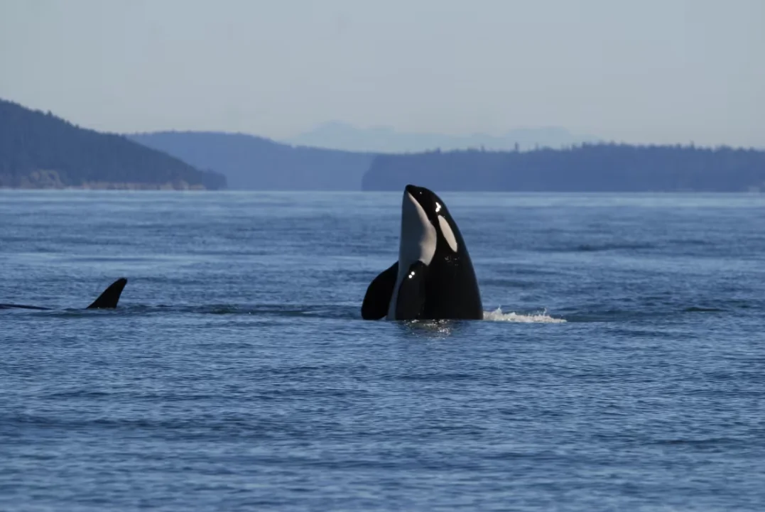CBC: A southern resident killer whale swims in the Salish Sea in 2018. The southern residents remain an endangered group, with little more than 70 remaining. (Joe Gaydos, UC Davis)