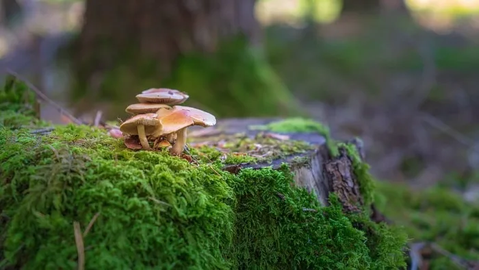 À l'échelle mondiale, les arbres sont plus jeunes et plus petits