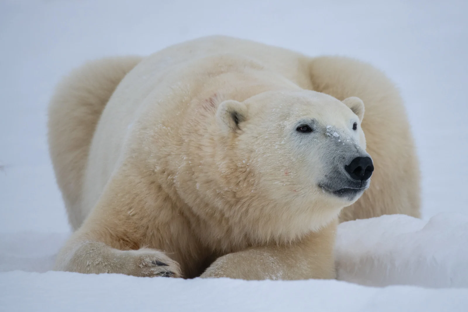 Resting polar bear on tundra near Churchill. Churchill, Manitoba, Canada. © Neil Ever Osborne