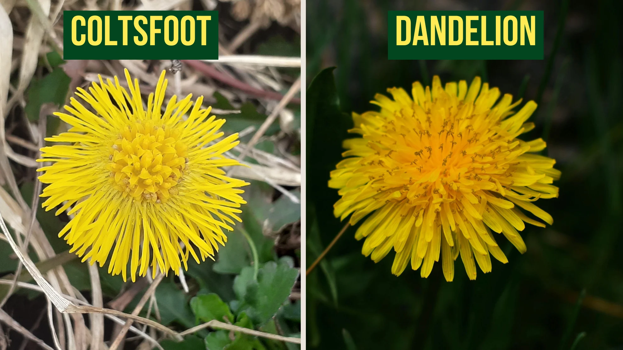 coltfoot vs dandelion