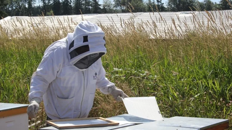 Scientists may have found new way to protect bee colonies from deadly mites