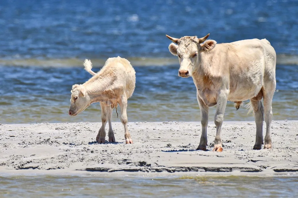 'Cow castaways' found safe after being swept out to sea by Dorian