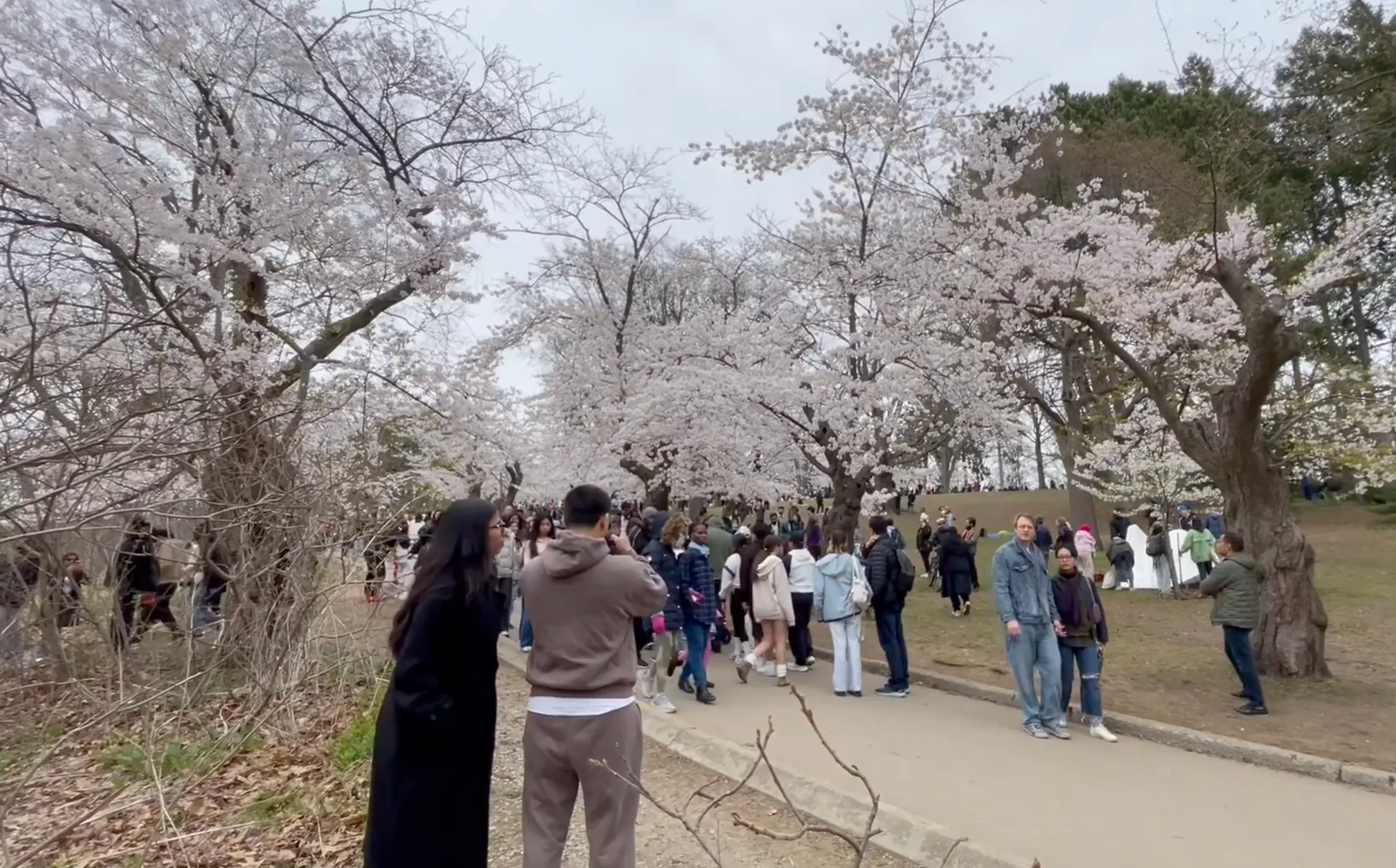Lauren O'Neil: Toronto High Park cherry blossoms