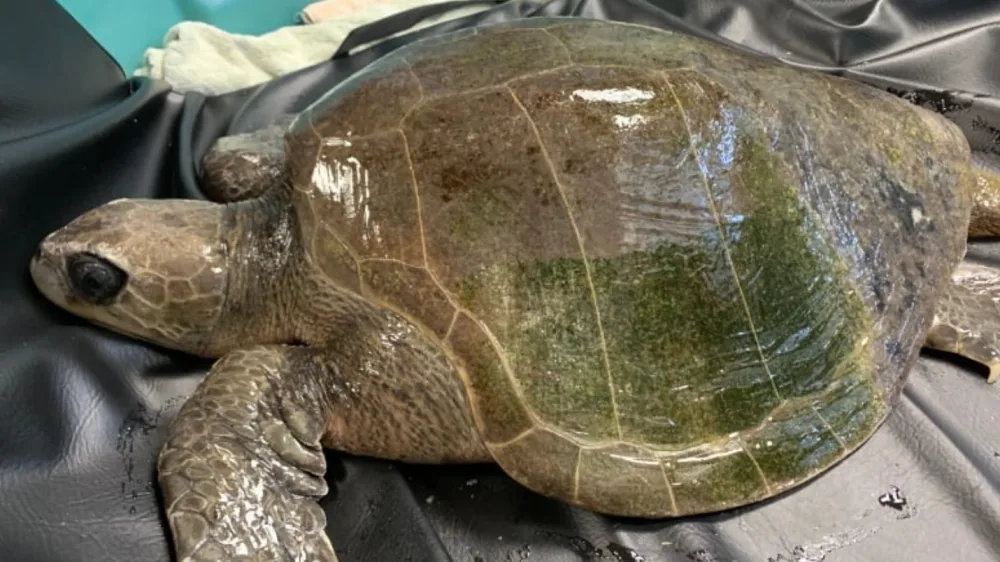 Tropical turtle found 'cold-stunned' in B.C. waters