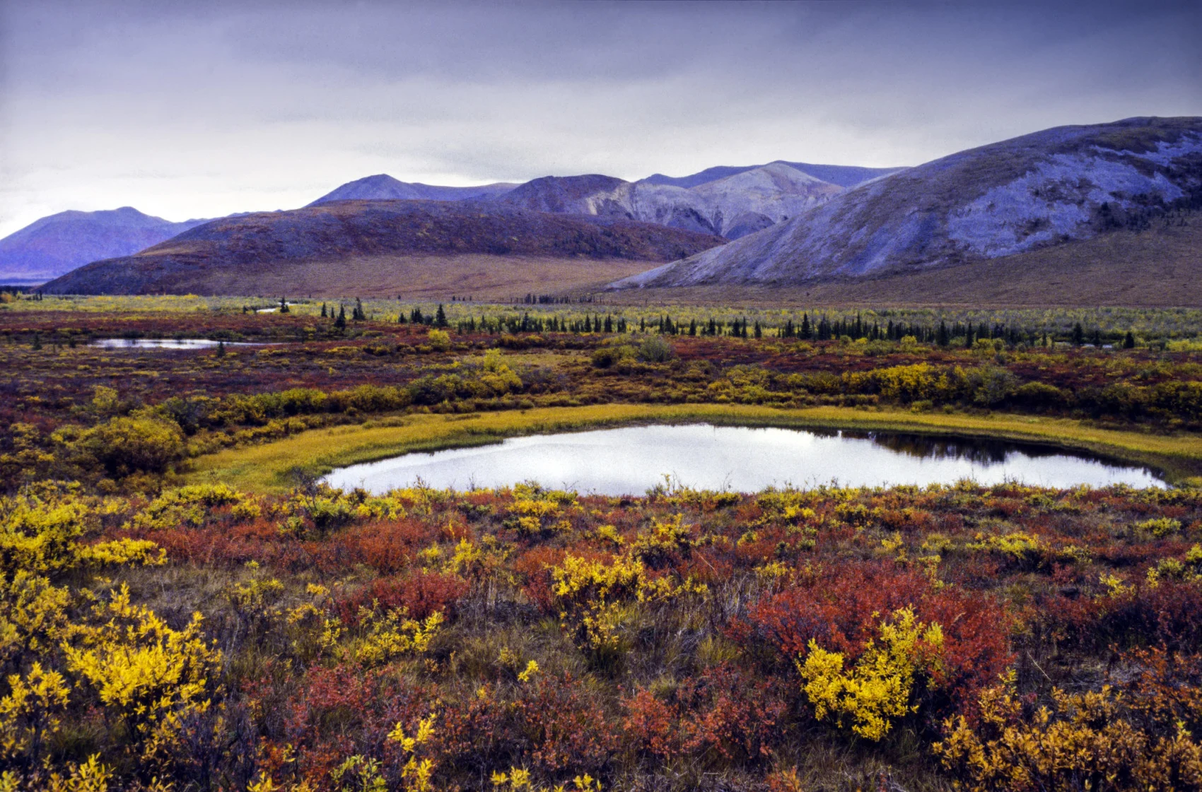 Little lake in the Richardson Mountains during Arctic Autumn in August, Northern Yukon, Canada. (Pierre Longnus/ The Image Bank/ Getty Images)