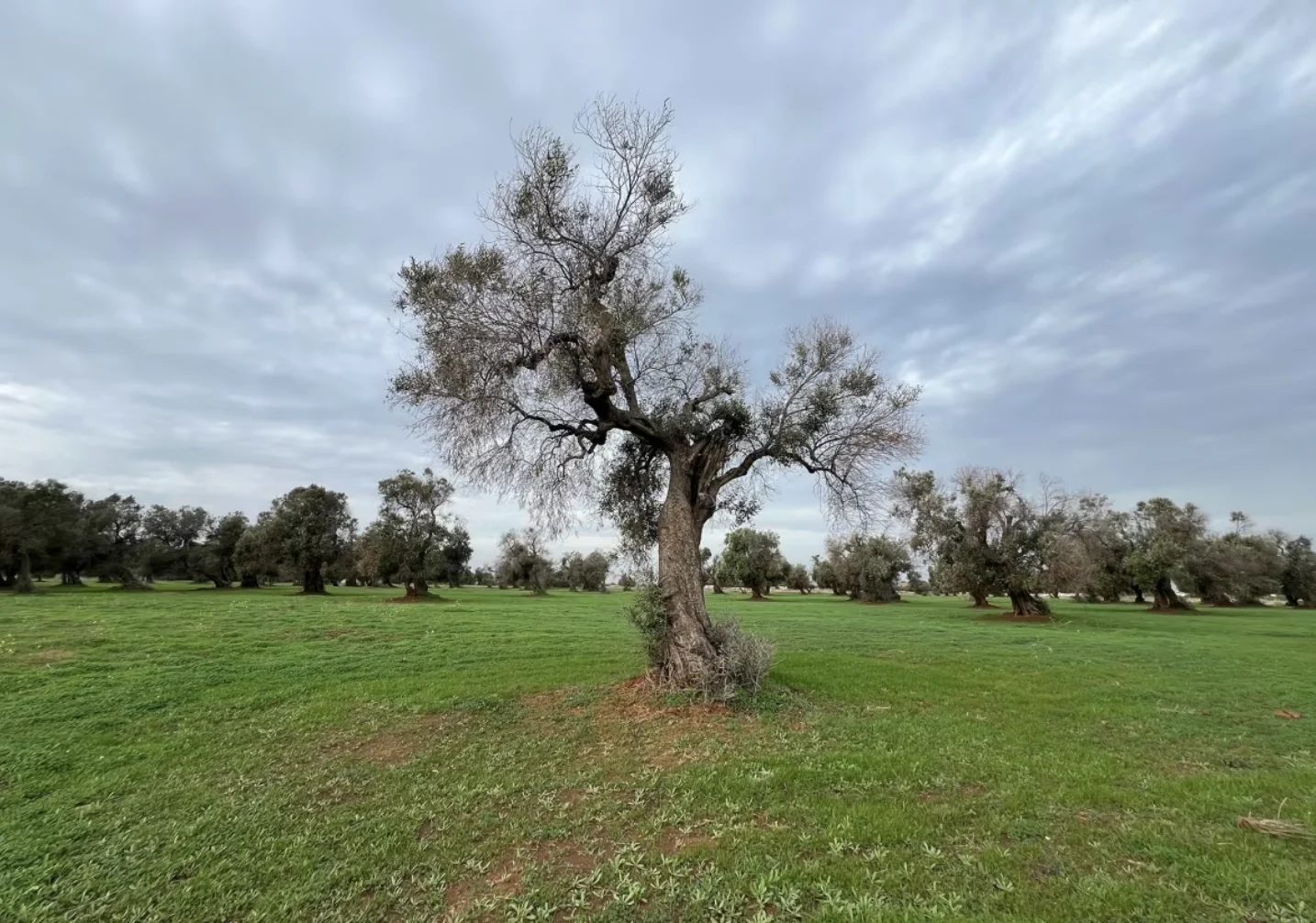 CBC: Many olive trees in Puglia are being devastated by a bacteria known as Xylella fastidiosa — or 'bothersome' Xylella. (Megan Williams/CBC)