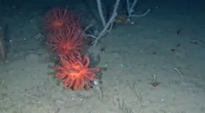 Centuries-old, deepsea corals discovered off Newfoundland! See the stunning visuals, here
