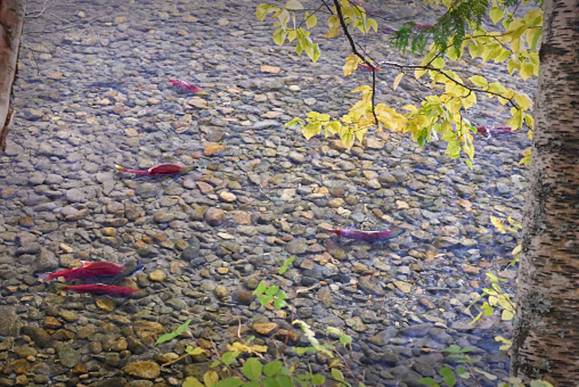 Report shows salmon numbers have slowed after B.C. landslide