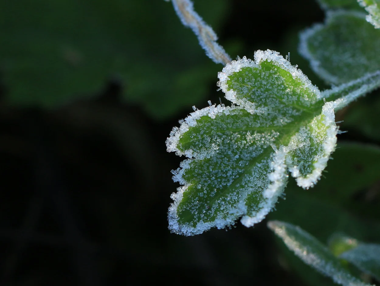 Si l’été est chaud, l’automne sera…