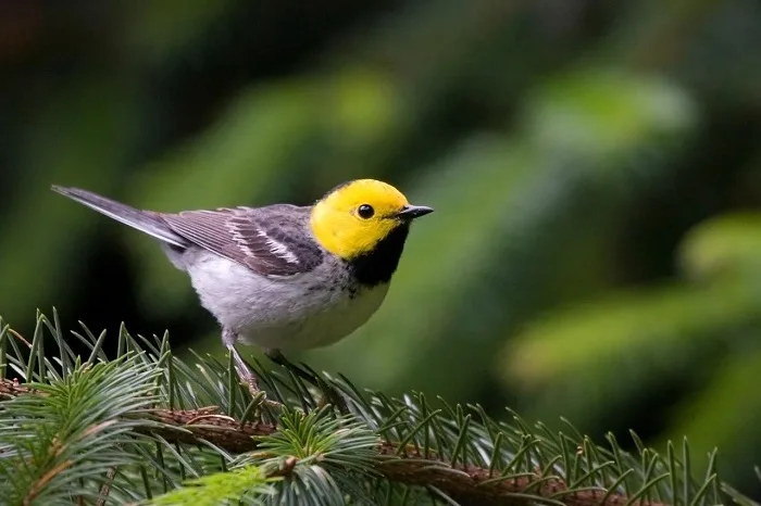 New study finds wildfires can cause some birds to change their tune