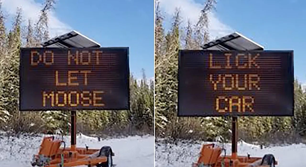 Moose beware: Don't lick cars, you've been warned
