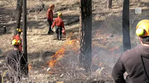 How controlled burns can prevent future fires (when conducted by professionals)—read