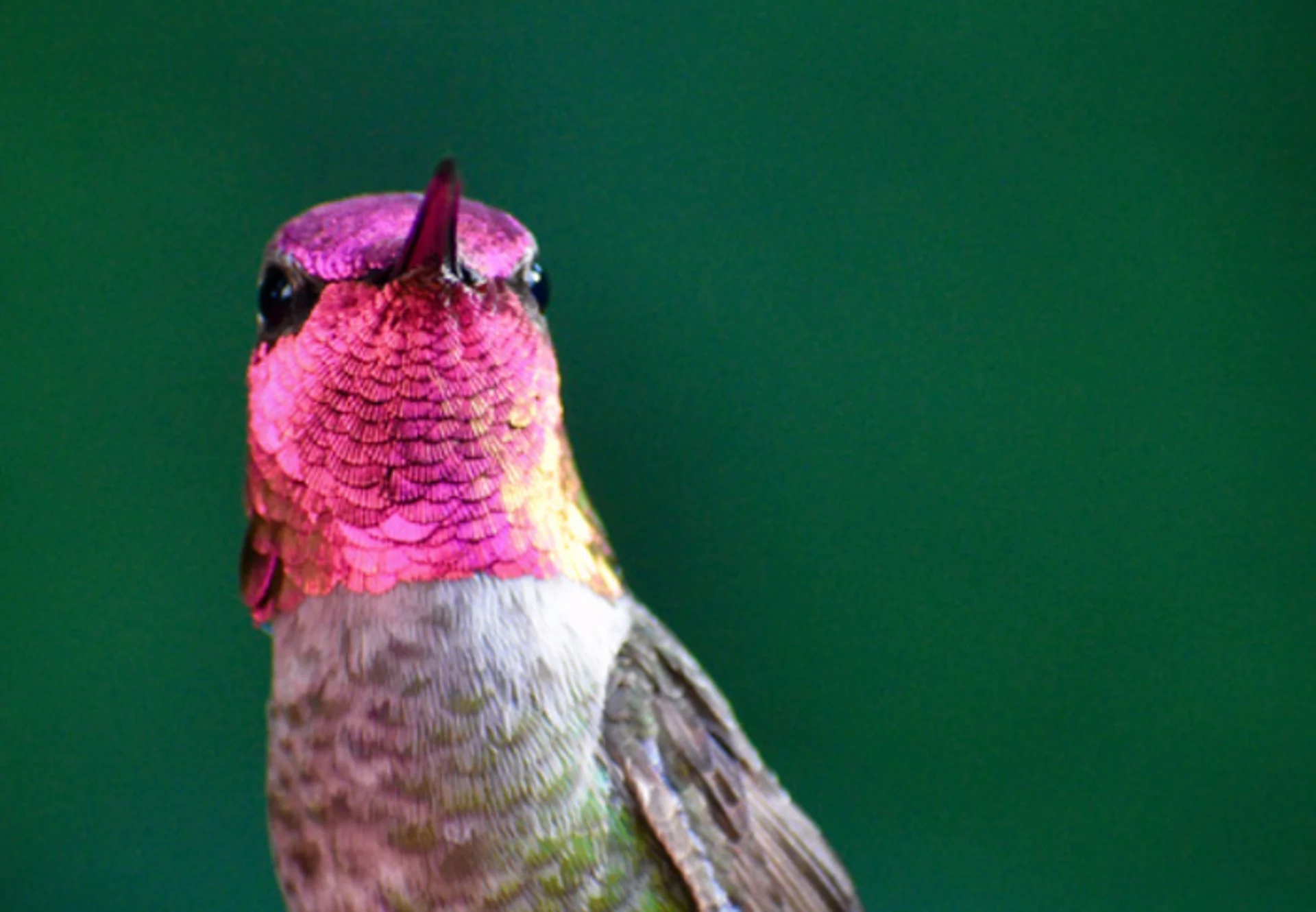 Hummingbirds are coming back. Here's how to attract them