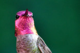 Helping hummingbirds thrive in B.C. winters
