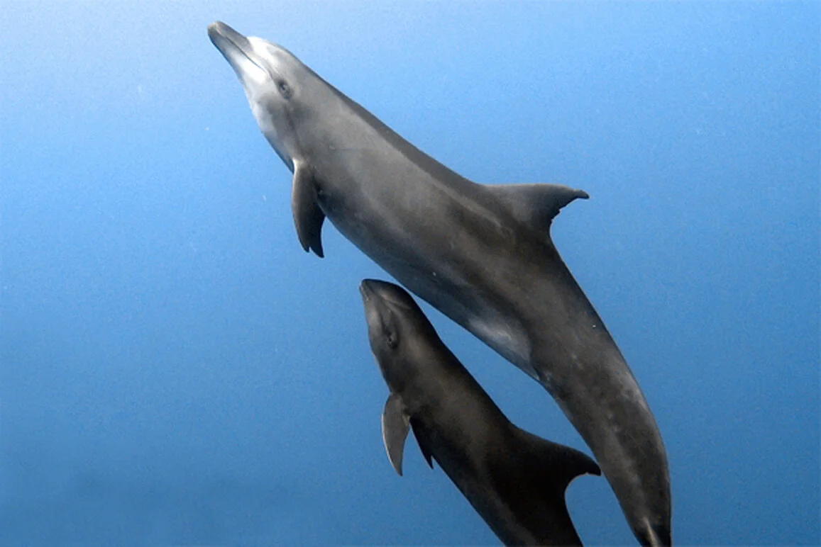 dolphin and whale calf courtesy pamela carzon