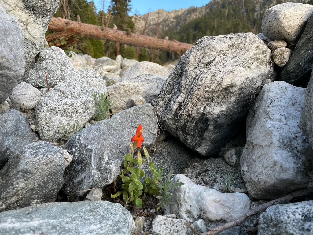 Monkeyflower/Seema Sheth/Submitted to The Weather Network