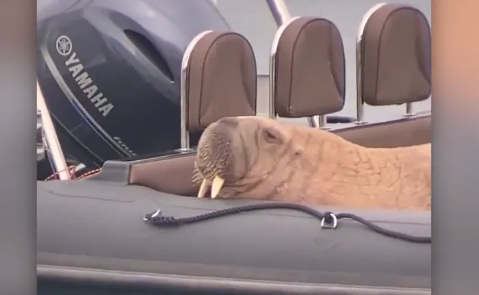 Wally the walrus spotted again