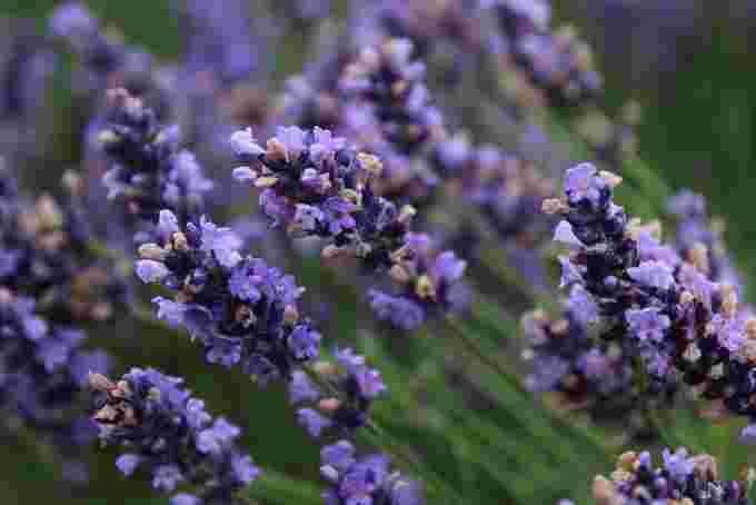 Lavender in Veszprém