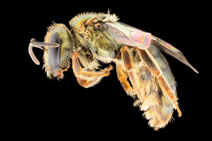 Meet the rainbow bee: An important plant pollinator influenced by human activity