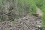 Les chemins forestiers abandonnés par Québec endommagent les milieux aquatiques