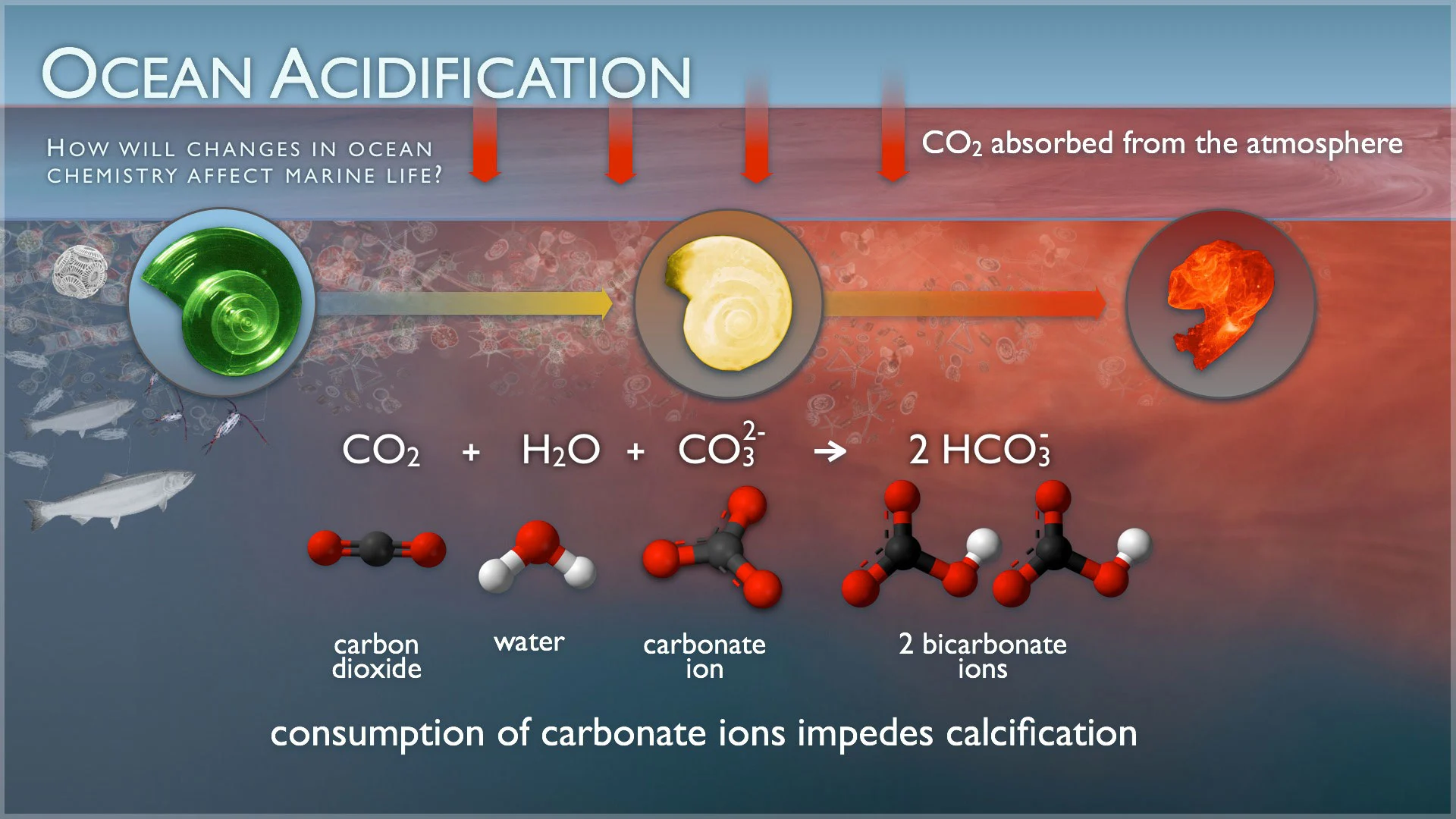 NOAA ocean acidification infographic