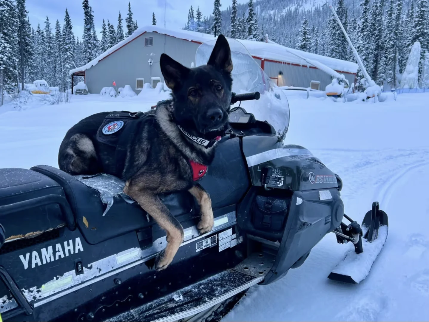 cbc: Kipper will be spending most of his time at Mt Sima, but is also available to respond to incidents in the wider Yukon, and northern B.C. (Katie Todd/CBC)